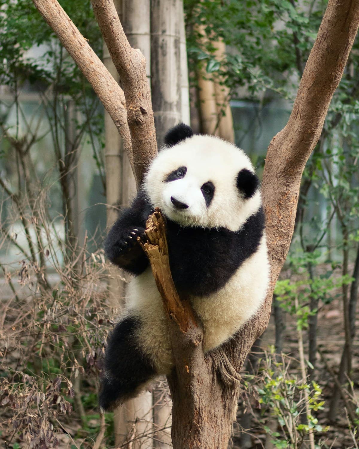 A giant panda resting among the trees in Chengdu